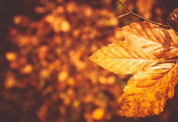 Fall Foliage Background — Stock Photo, Image