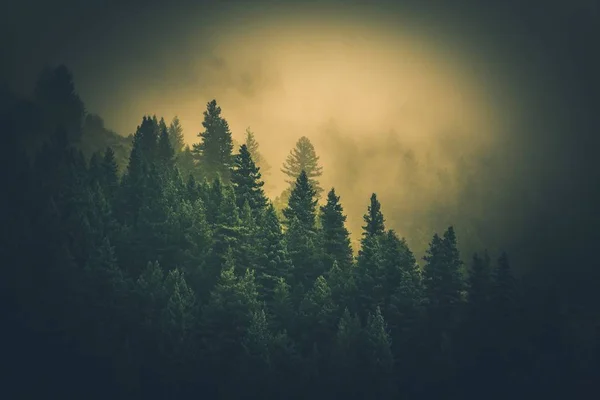 迷雾森林景观 — 图库照片