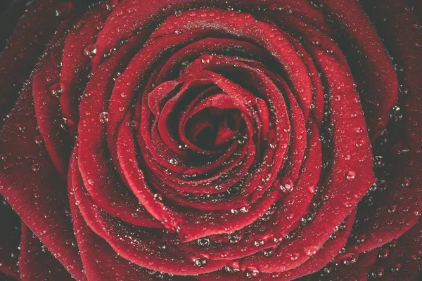 이 슬 장미 빨간색 배경 — 스톡 사진