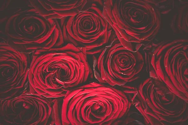 Tło bukiet róż — Zdjęcie stockowe