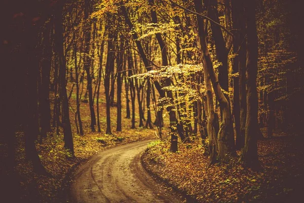 Calzada del bosque otoño follaje — Foto de Stock