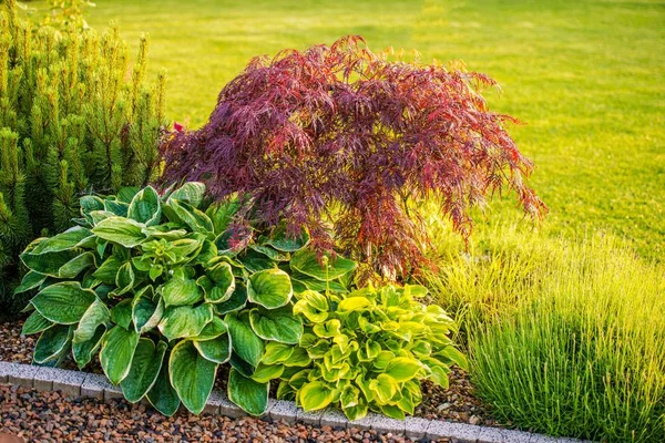 Plantes de jardin arrière cour — Photo