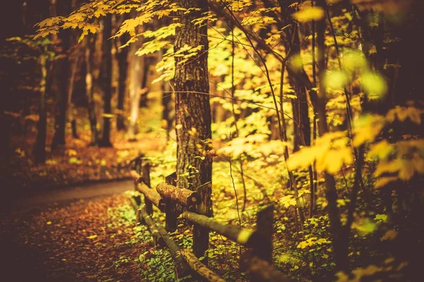 Queda de folhagem floresta trilha — Fotografia de Stock