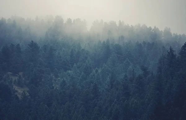 Colorado niebla Hills — Foto de Stock