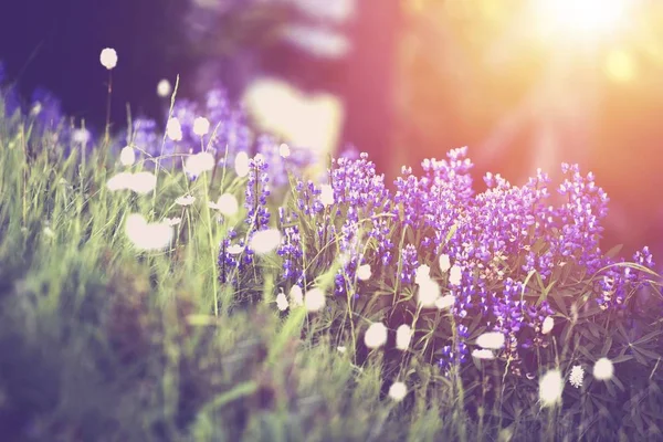 Spring Wildflowers Scenery — Stock Photo, Image