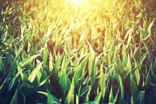 Campo de maíz soleado — Foto de Stock