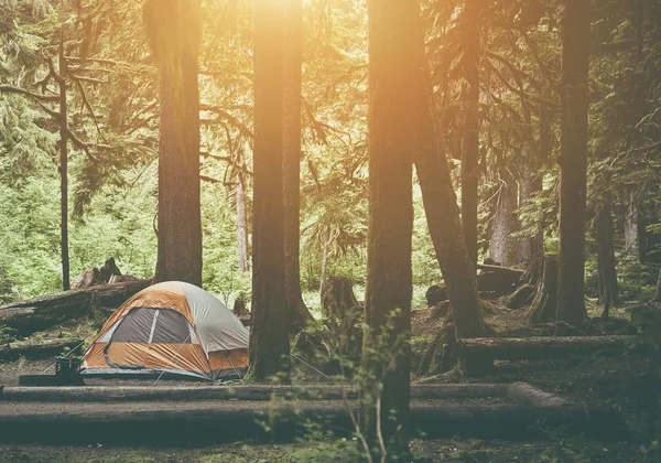 Tent kamperen in het bos — Stockfoto