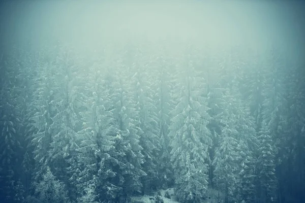 Donmuş orman manzara — Stok fotoğraf