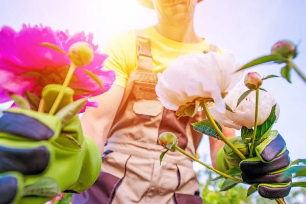 庭師および花のケア — ストック写真
