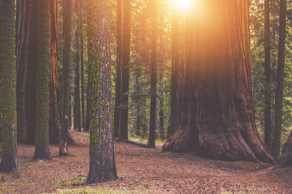 Giant Sequoia δασική τοποθέτηση — Φωτογραφία Αρχείου
