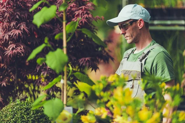 Jardinero en el Invernadero — Foto de Stock