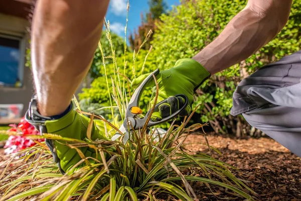 Abgestorbenes Laub entfernen — Stockfoto