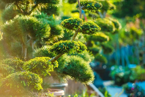 Topiary Art Garden Pflanzen — Stockfoto