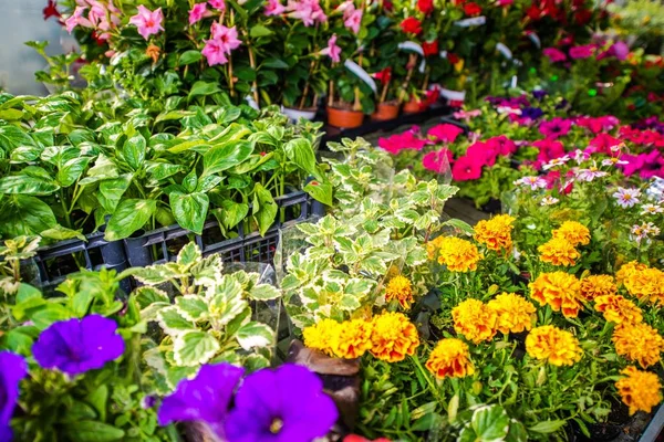 Tienda de flores de jardín en venta — Foto de Stock