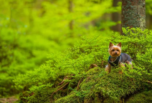 Hund på skogsstig promenad — Stockfoto