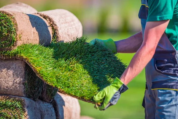 Trawa naturalna darń wyboru — Zdjęcie stockowe