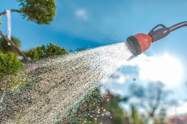 Gartenblumen gießen — Stockfoto