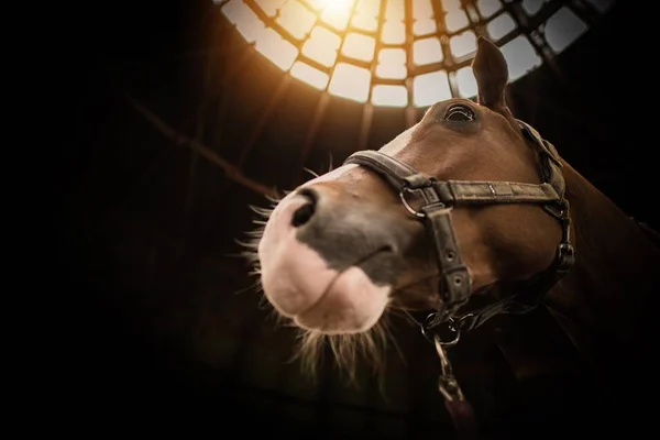 Pferd in der Scheune Nahaufnahme — Stockfoto