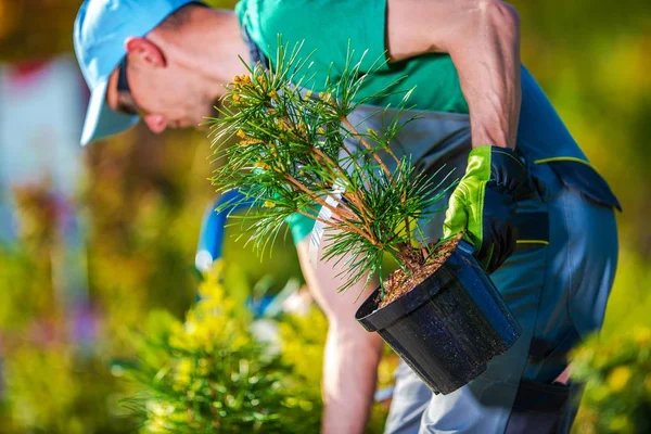 Aanplant van nieuwe bomen — Stockfoto