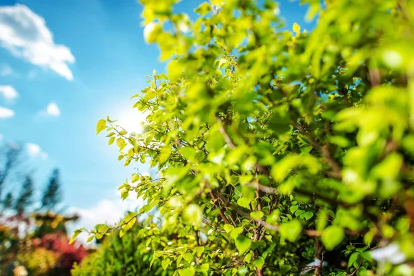 Vegetação de verão no jardim — Fotografia de Stock