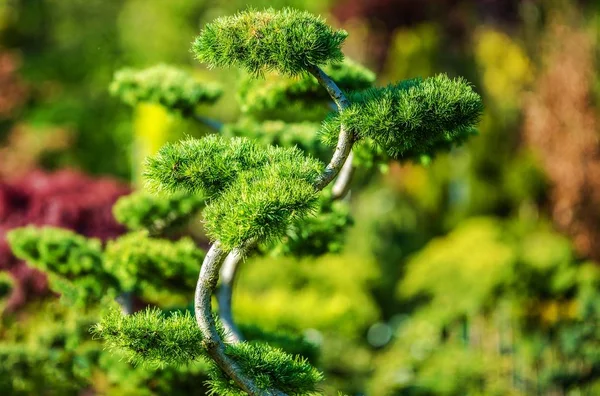 Dekoratív kerti fa — Stock Fotó