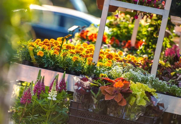 Tuin bloemen Business — Stockfoto