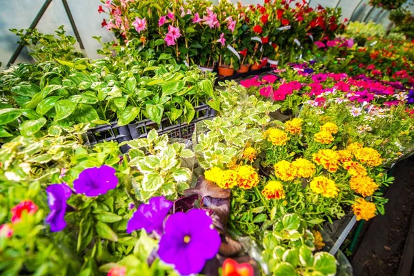 Seizoensgebonden bloemen verkoop — Stockfoto