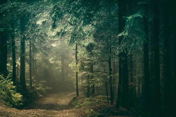Lesní krajina cesta — Stock fotografie
