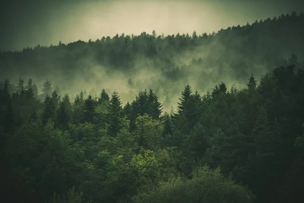 Collines forestières couvertes de brouillard — Photo