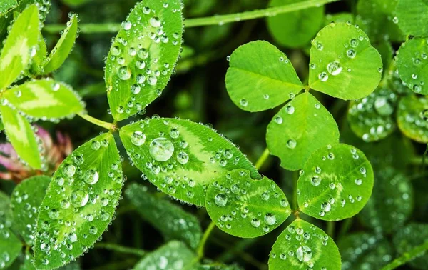 Concepto de naturaleza de día lluvioso —  Fotos de Stock