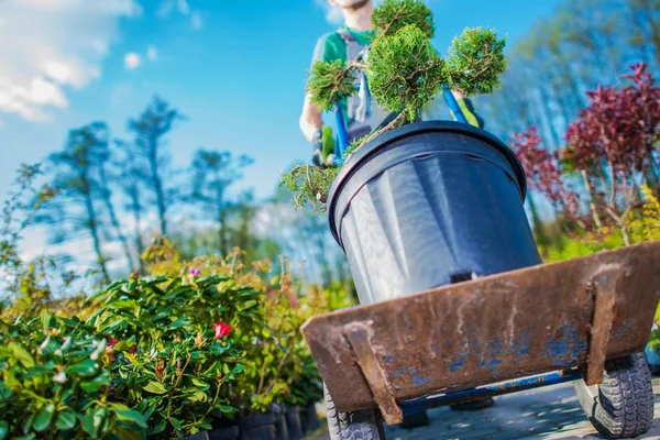 Wartung von Gartengeschäften — Stockfoto