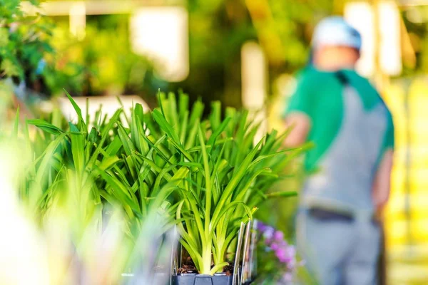 Giardino Negozio di piante in vendita — Foto Stock