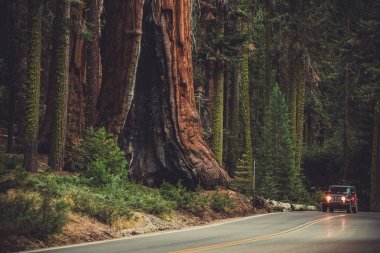 Dev Sequoia generaller Otoban