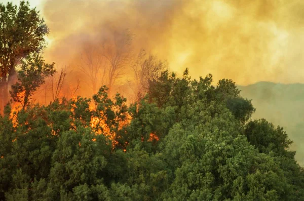 Płonący Las Wildfire — Zdjęcie stockowe