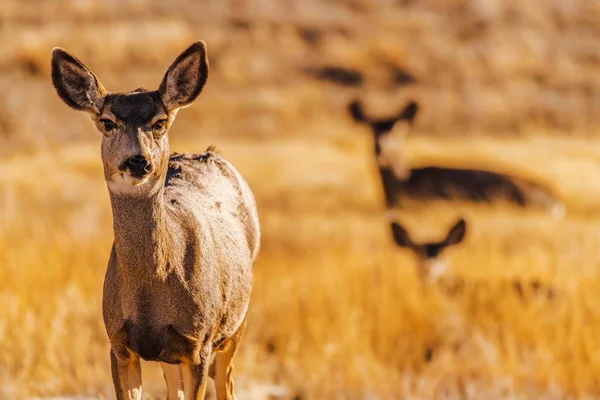 Colorado Prairie Elks — Stok fotoğraf