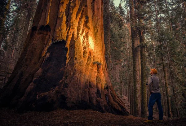 Exploring Giant Sequoia Forest — Stock Photo, Image