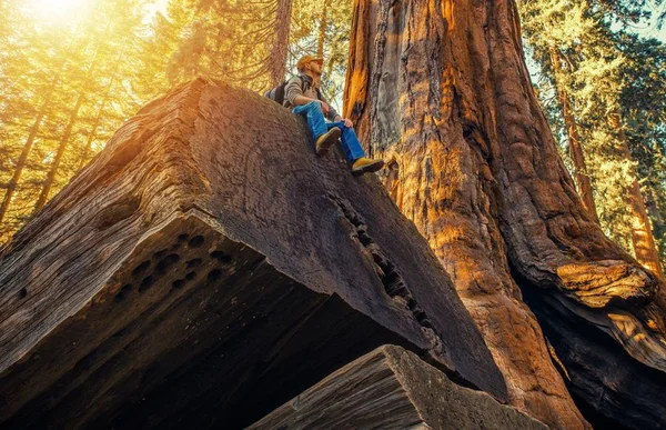 Sequoia orman uzun yürüyüşe çıkan kimse — Stok fotoğraf