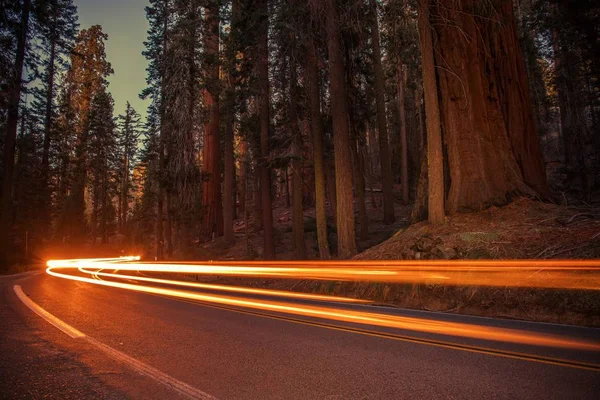Tráfico por carretera de Sequoias — Foto de Stock