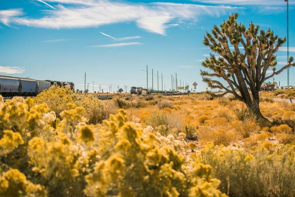 Kalifornie Mohavská poušť — Stock fotografie
