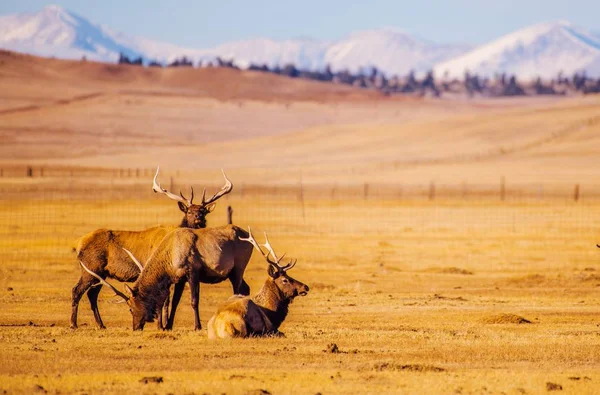 Colorado bergen Elks — Stockfoto