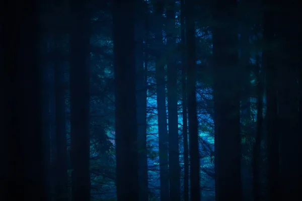 Mörk skog på natten — Stockfoto