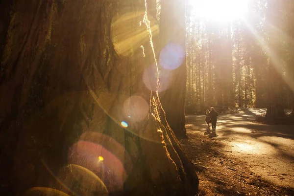 Sequoia Parkı keşfetmek — Stok fotoğraf