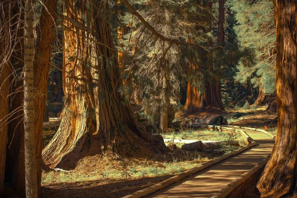 Giant Sequoia's Trailheads — Stockfoto