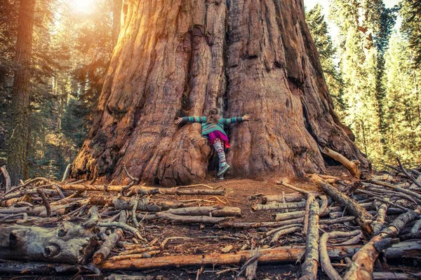 Hugging Giant Sequoia Redwood — Stock Photo, Image