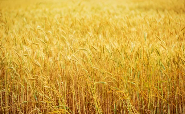 Pola uprawne pola pszenicy — Zdjęcie stockowe