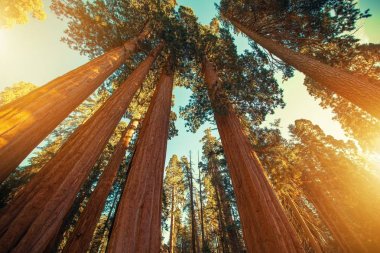 Dev SEQUOIAS Redwood