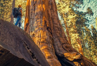 Sequoia Forest Exploration clipart