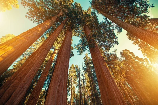 Obří sekvoje Redwood — Stock fotografie