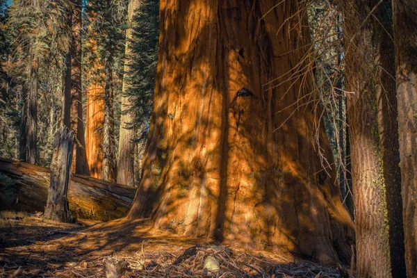 Giant starověké Forest — Stock fotografie