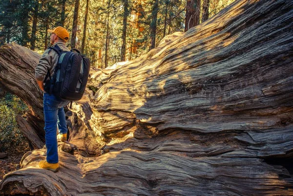 Randonneur dans le parc national Sequoias — Photo